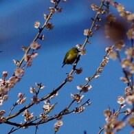 春のお客さん