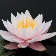 麗春