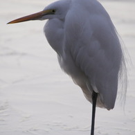 野鳥