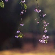 しだれの桜