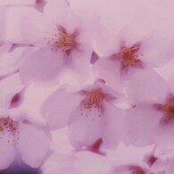 柔光