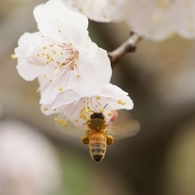 アンズの花