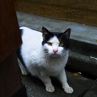 ねこ発見