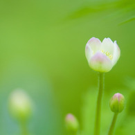 つぼみ