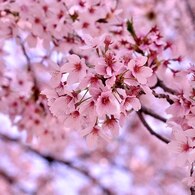 2011.04.12 桜撮影 077