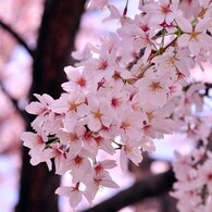 2011.04.12 桜撮影 083