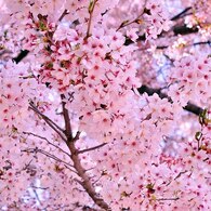 2011.04.12 桜撮影 136