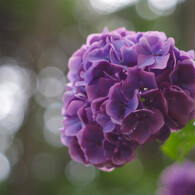 服部農園（茂原）の紫陽花