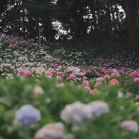 服部農園（茂原）の紫陽花