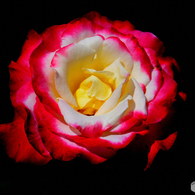 薔薇