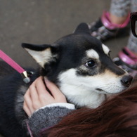 吉祥寺の犬