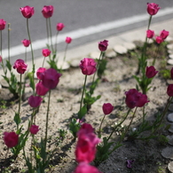 小さな花壇