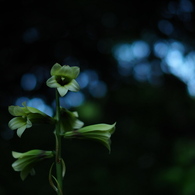 木の間の青