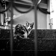 Le chat de Roppongi