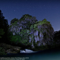 wistaria at night☆