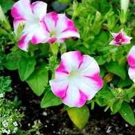 我が家の花壇-12