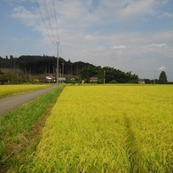 初秋の水田（9月5日）