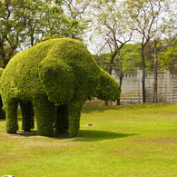 GREEN ELEPHANT