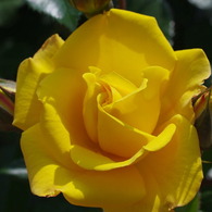 yellow Rose