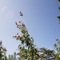 アサギマダラの舞　　DSC05822