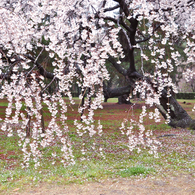 京都御苑の桜-5