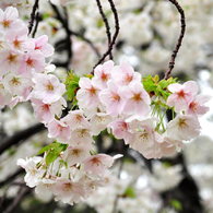 京都御苑の桜-8
