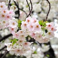 京都御苑の桜-8