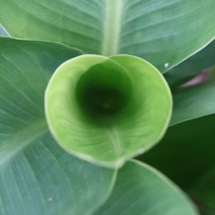 植物