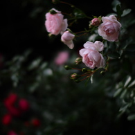 夜の薔薇