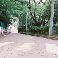 桜道