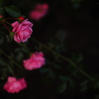 雨夜の薔薇