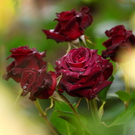 薔薇　- 深紅 -