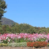 広島植物公園　3800株のコスモス