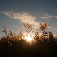 オールドレンズ遊び　No.1-2