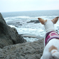 海に向かってバカやろー！