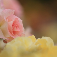薔薇　- Pink & Yellow -