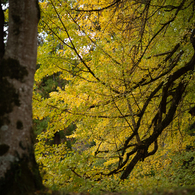 autumn for tokyoites 2023