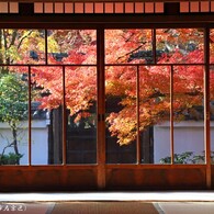 秋の散歩道(真如堂-3)