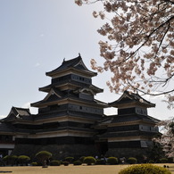 晴天の桜