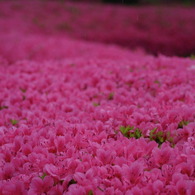 雨の花回廊