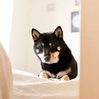 黒柴こまめ　昼下がり
