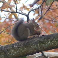 秋の里山で12(リス29)