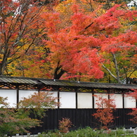 白塀の紅葉