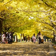 autumn for tokyoites 2023