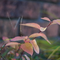 オールドレンズ遊び No.9-4
