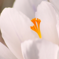 Crocus