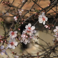 Almendra