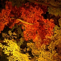 寶厳院の紅葉