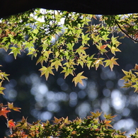 青紅葉、紅葉、そして玉ボケ