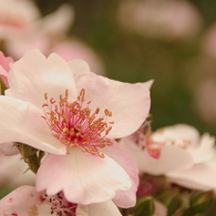 桜色のバラ？